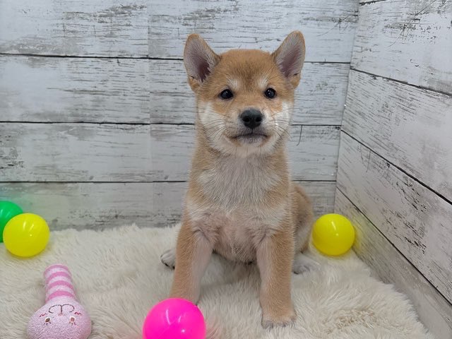 新潟県の柴犬(標準サイズ) (かねだいペットトライアル魚沼/2025年6月1日生まれ/男の子/赤)の子犬の1枚目の画像