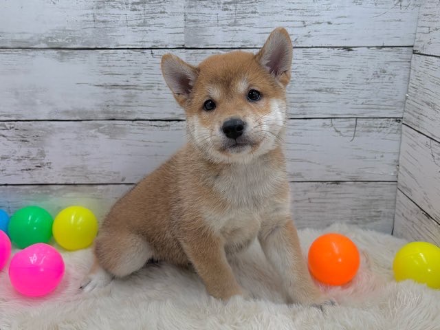 新潟県の柴犬(標準サイズ) (かねだいペットトライアル魚沼/2025年6月1日生まれ/男の子/赤)の子犬の2枚目の画像