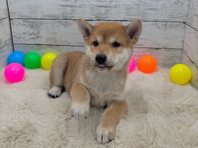新潟県の柴犬(標準サイズ) (かねだいペットトライアル魚沼/2025年6月1日生まれ/男の子/赤)の子犬の3枚目の画像