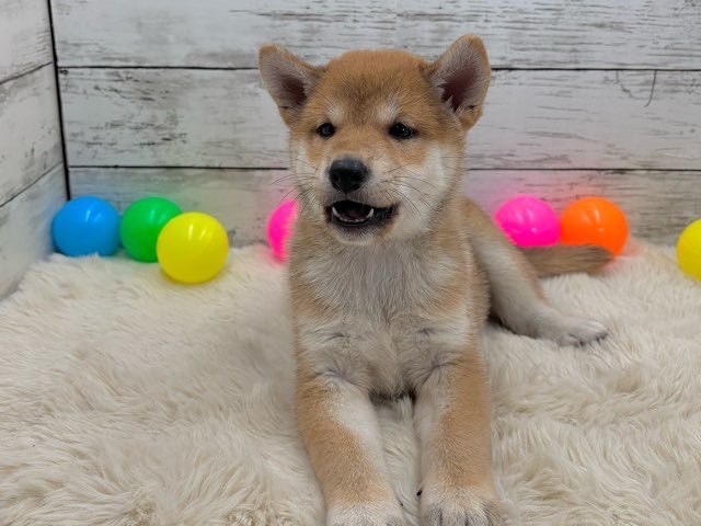新潟県の柴犬(標準サイズ) (かねだいペットトライアル魚沼/2025年6月1日生まれ/男の子/赤)の子犬の4枚目の画像