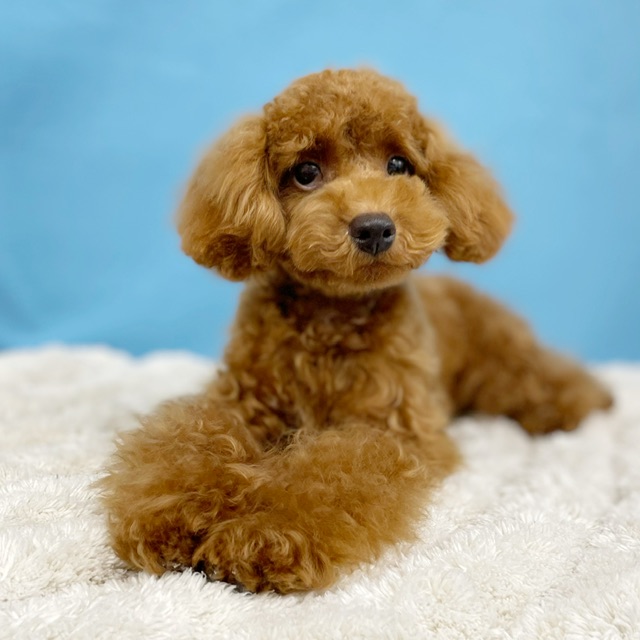 千葉県のトイプードル(トイ) (かねだい四街道店/2025年2月28日生まれ/男の子/レッド)の子犬の3枚目の画像