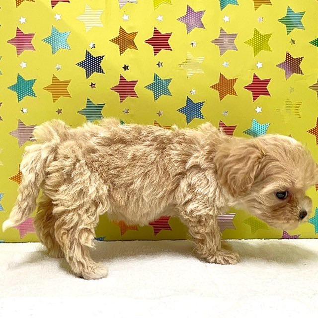 東京都のハーフ犬・ミックス犬 (かねだい足立店/2025年6月5日生まれ/女の子/その他色)の子犬の3枚目の画像