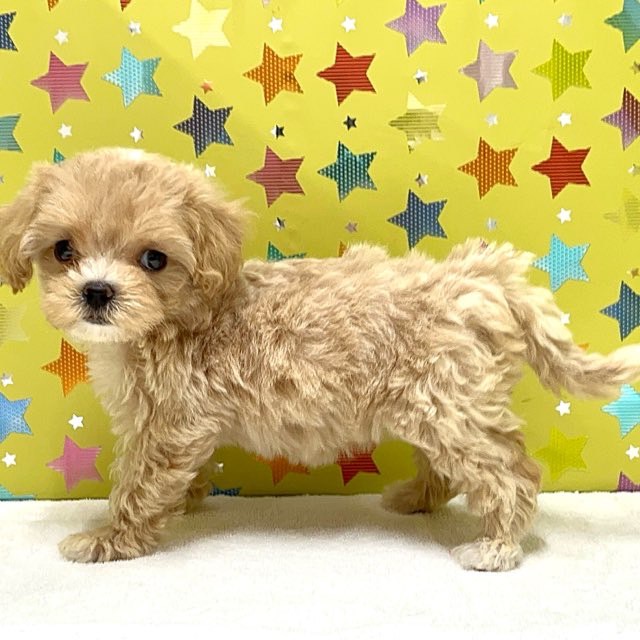 東京都のハーフ犬・ミックス犬 (かねだい足立店/2025年6月5日生まれ/女の子/その他色)の子犬の4枚目の画像