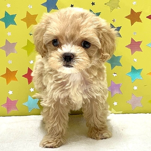 東京都のハーフ犬・ミックス犬 (かねだい足立店/2025年6月5日生まれ/女の子/その他色)の子犬の1枚目の画像