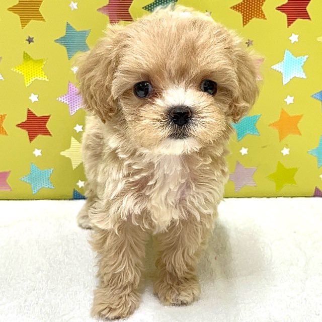 東京都のハーフ犬・ミックス犬 (かねだい足立店/2025年6月5日生まれ/女の子/その他色)の子犬の2枚目の画像