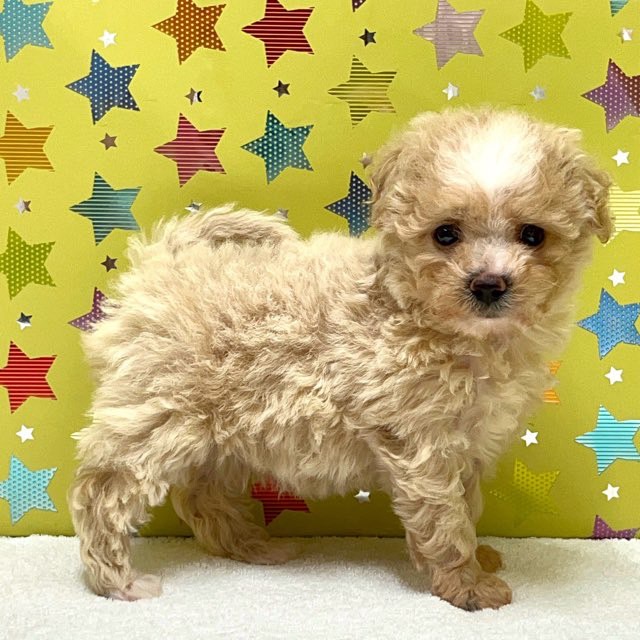 東京都のハーフ犬・ミックス犬 (かねだい足立店/2025年6月6日生まれ/女の子/レッド)の子犬の3枚目の画像