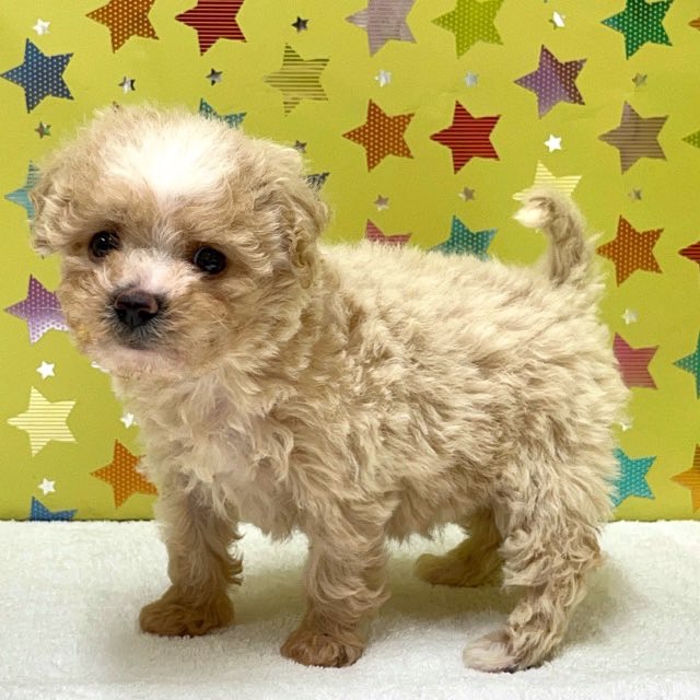 東京都のハーフ犬・ミックス犬 (かねだい足立店/2025年6月6日生まれ/女の子/レッド)の子犬の4枚目の画像