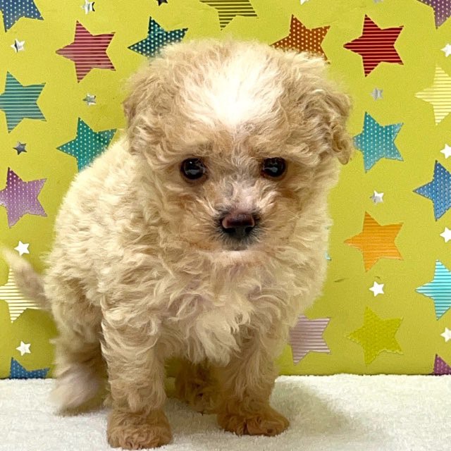 東京都のハーフ犬・ミックス犬 (かねだい足立店/2025年6月6日生まれ/女の子/レッド)の子犬の1枚目の画像