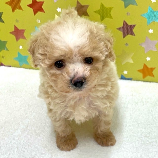 東京都のハーフ犬・ミックス犬 (かねだい足立店/2025年6月6日生まれ/女の子/レッド)の子犬の2枚目の画像