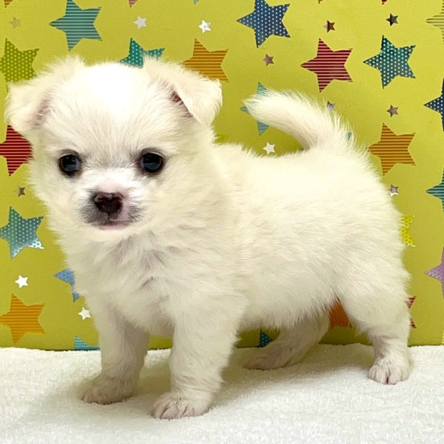 東京都のハーフ犬・ミックス犬 (かねだい足立店/2025年5月28日生まれ/女の子/クリームホワイト)の子犬の2枚目の画像