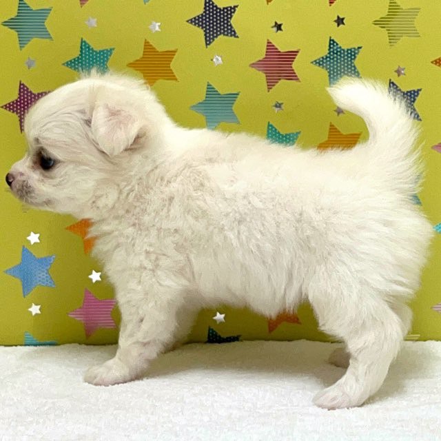 東京都のハーフ犬・ミックス犬 (かねだい足立店/2025年5月28日生まれ/女の子/クリームホワイト)の子犬の4枚目の画像