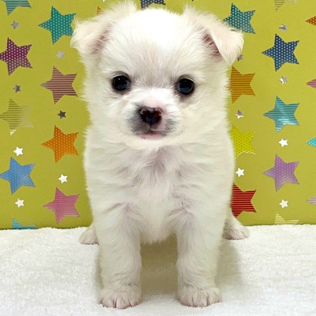 東京都のハーフ犬・ミックス犬 (かねだい足立店/2025年5月28日生まれ/女の子/クリームホワイト)の子犬の1枚目の画像