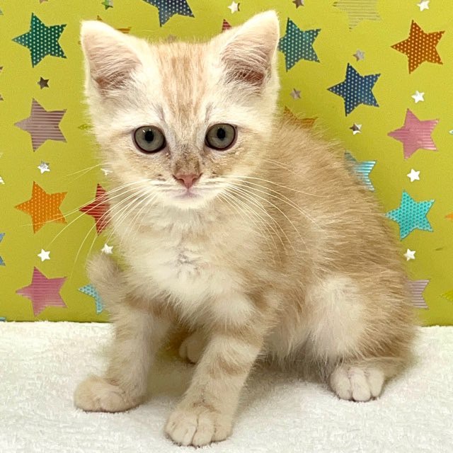 東京都のマンチカン (かねだい足立店/2025年5月17日生まれ/男の子/クリームタビー)の子猫の1枚目の画像