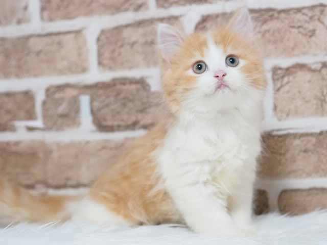 埼玉県のラガマフィン (かねだい戸田店/2025年6月8日生まれ/男の子/レッドタビーホワイト)の子猫