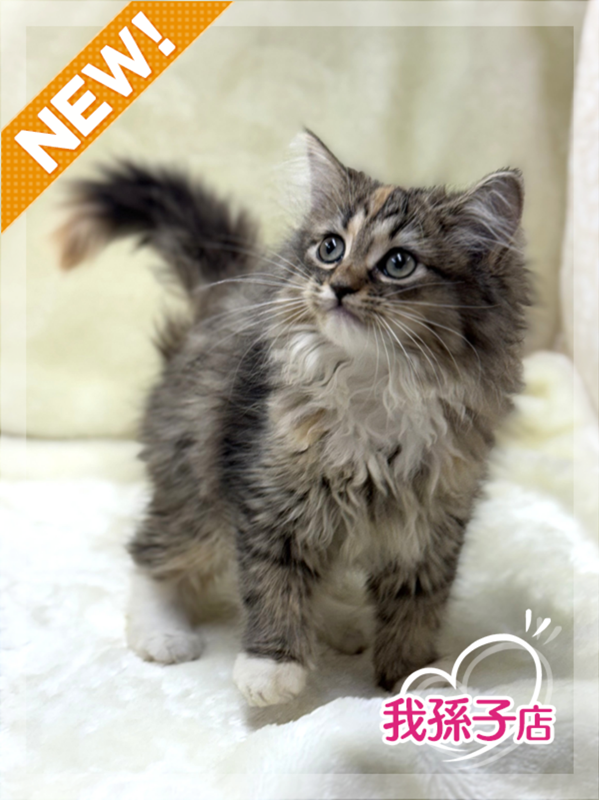 アンパスィ ねこデザインベスト 未使用 予約販売：7月 お届け予定】＜公式初回予約特典付け＞次元界TOY