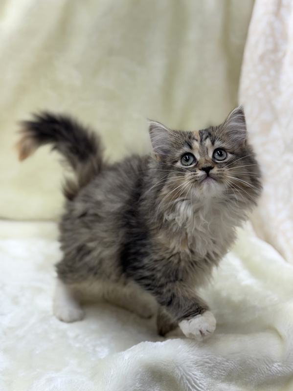 アンパスィ ねこデザインベスト 未使用 価格の安いサイベリアン♀ / ペットショップ【かねだい】