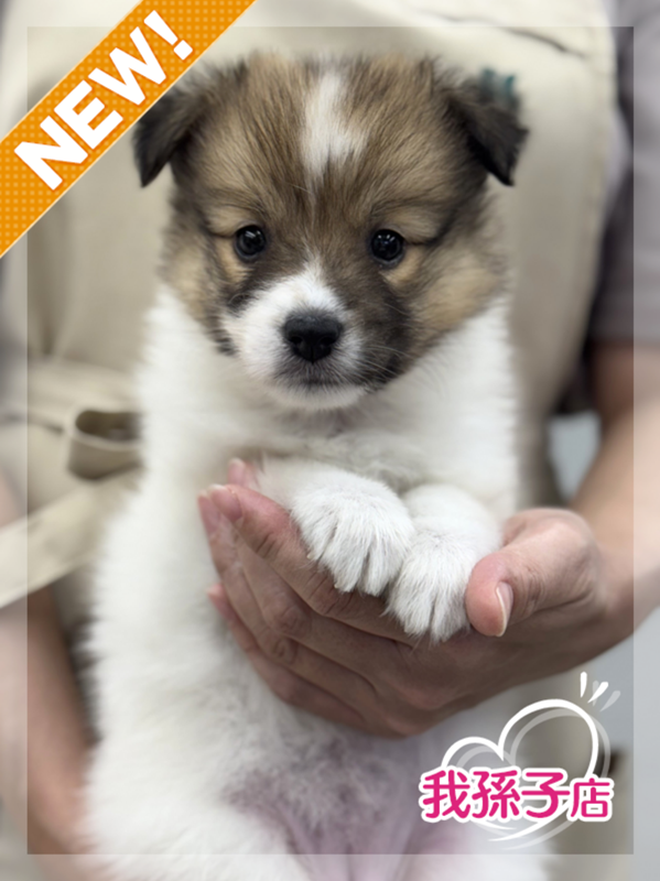 千葉県のハーフ犬・ミックス犬 (かねだい我孫子店/2025年6月7日生まれ/女の子/セーブルホワイト)の子犬