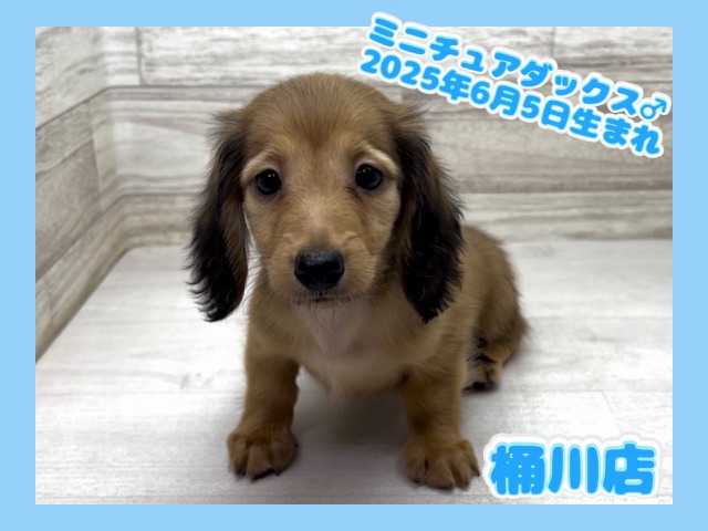 埼玉県のミニチュアダックスフンド(ロング) (かねだい桶川店/2025年6月5日生まれ/男の子/レッド)の子犬の1枚目の画像