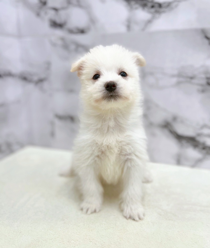 神奈川県のハーフ犬・ミックス犬 (かねだい東戸塚店/2025年6月7日生まれ/男の子/クリームホワイト)の子犬の1枚目の画像