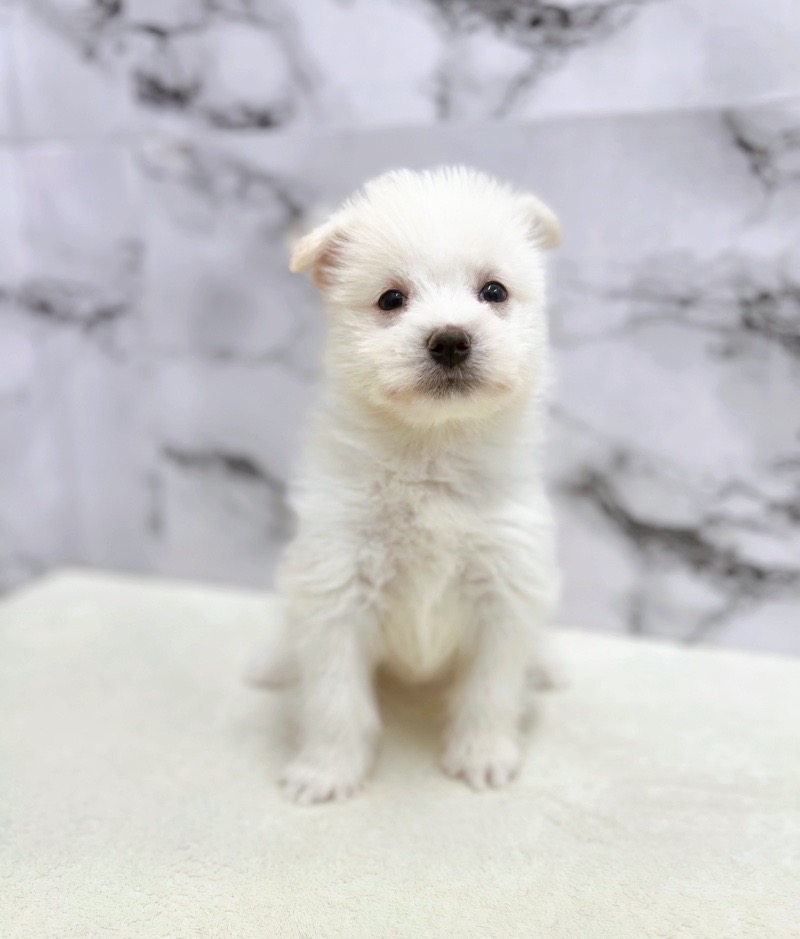 神奈川県のハーフ犬・ミックス犬 (かねだい東戸塚店/2025年6月7日生まれ/男の子/クリームホワイト)の子犬の2枚目の画像