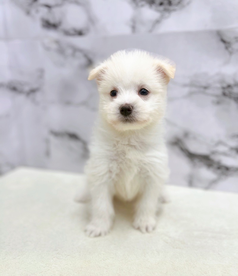 神奈川県のハーフ犬・ミックス犬 (かねだい東戸塚店/2025年6月7日生まれ/男の子/クリームホワイト)の子犬の3枚目の画像