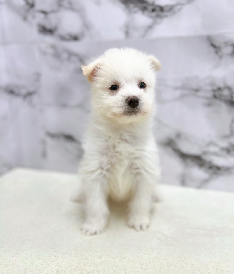 神奈川県のハーフ犬・ミックス犬 (かねだい東戸塚店/2025年6月7日生まれ/男の子/クリームホワイト)の子犬の4枚目の画像
