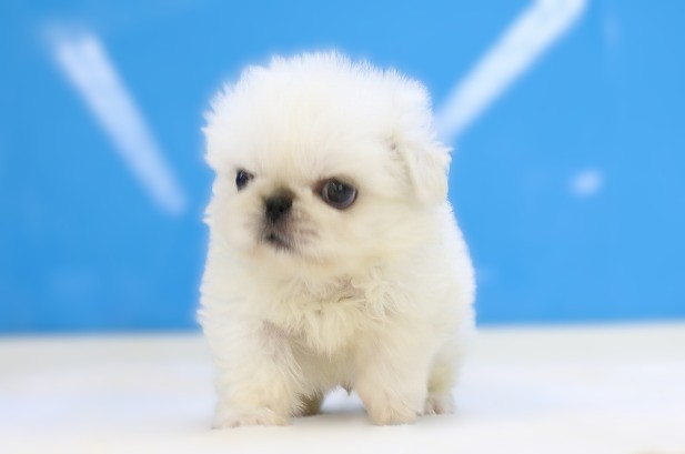 埼玉県のペキニーズ (かねだい草加店/2025年5月27日生まれ/男の子/ホワイト)の子犬の1枚目の画像