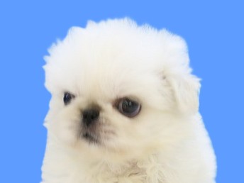 埼玉県のペキニーズ (かねだい草加店/2025年5月27日生まれ/男の子/ホワイト)の子犬の2枚目の画像