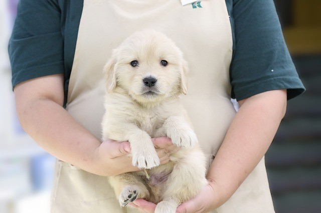 埼玉県のゴールデンレトリバー (かねだい草加店/2025年6月7日生まれ/男の子/ゴールデン)の子犬の1枚目の画像