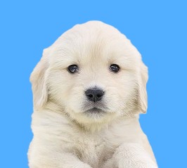 埼玉県のゴールデンレトリバー (かねだい草加店/2025年6月7日生まれ/男の子/ゴールデン)の子犬の2枚目の画像