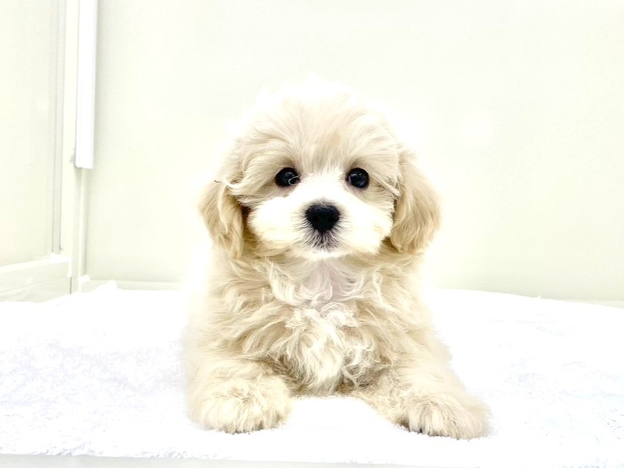 たまにオリジナルトイプードル産みます。 たまにオリジナルトイプードル産みます。 犬用品
