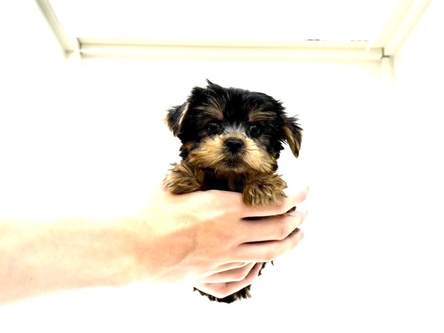 東京都のヨークシャーテリア (かねだい本町田店/2025年6月7日生まれ/男の子/スチールブルータン)の子犬の3枚目の画像