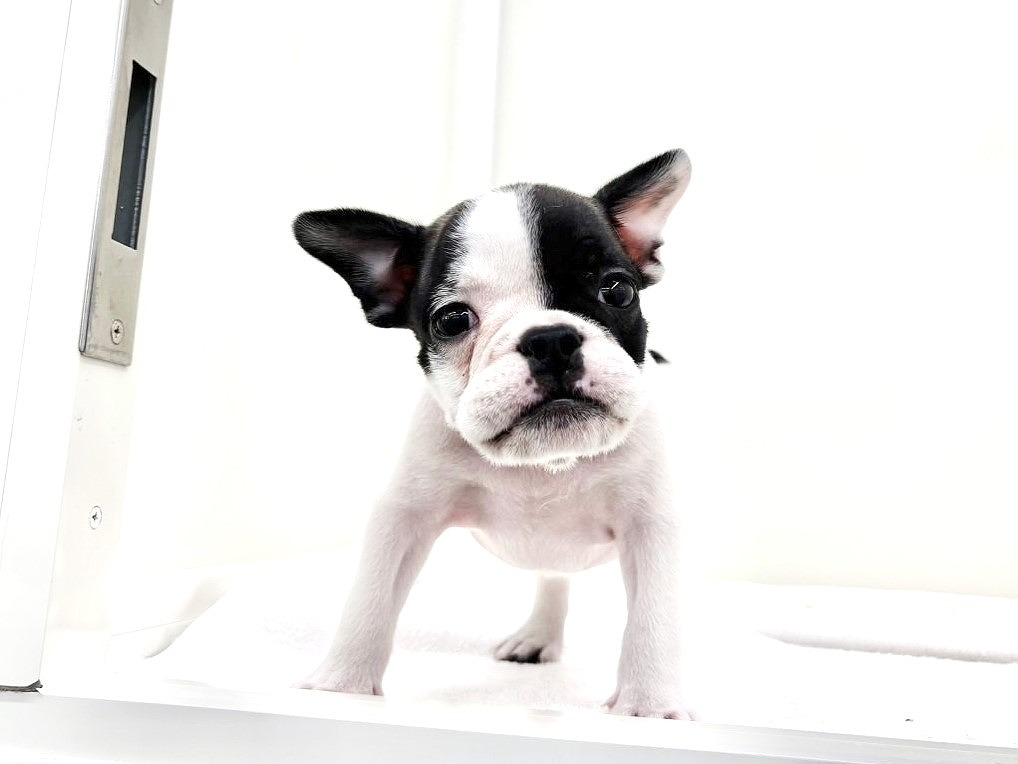 価格の安いMIX犬（父：フレンチ 母：ブルドッグ）♂ぺちゃMIX
