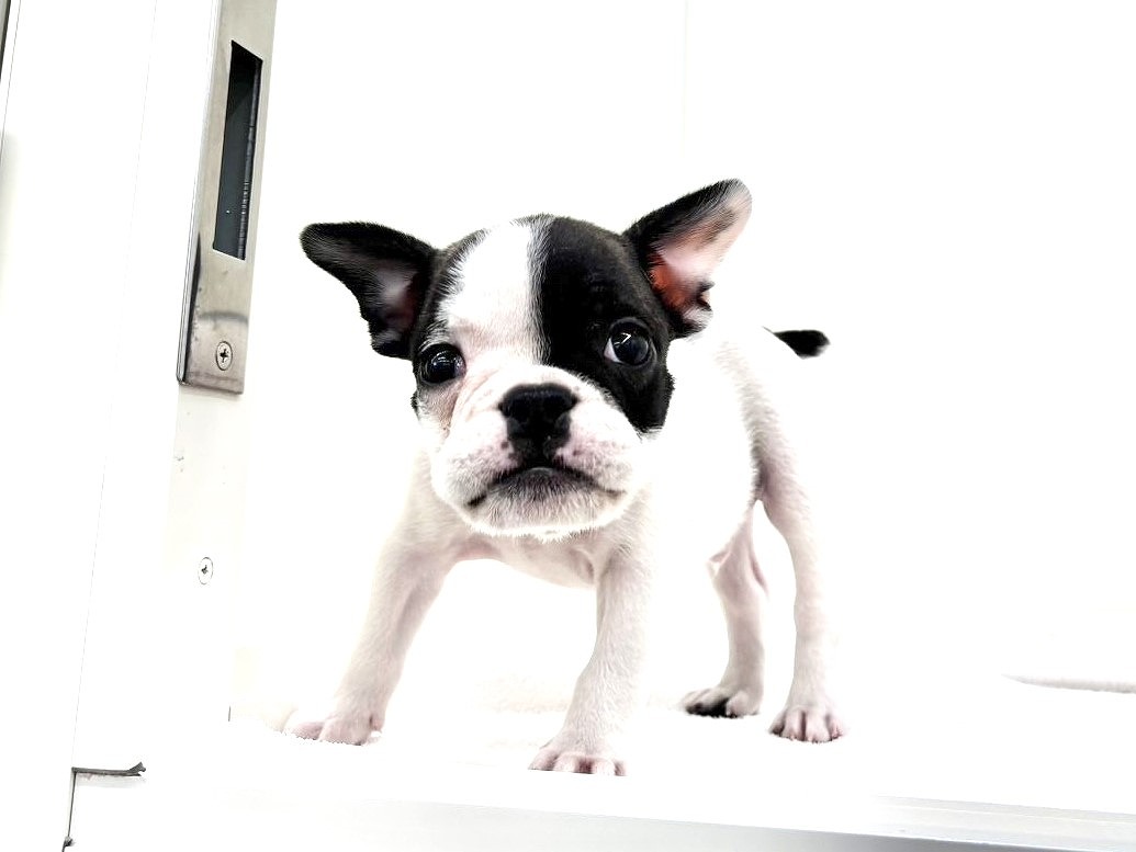 hina様　フレンチブルドッグ 価格の安いMIX犬（父：フレンチ 母：ブルドッグ）♂ぺちゃMIX
