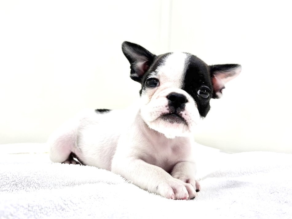 hina様　フレンチブルドッグ 価格の安いMIX犬（父：フレンチ 母：ブルドッグ）♂ぺちゃMIX