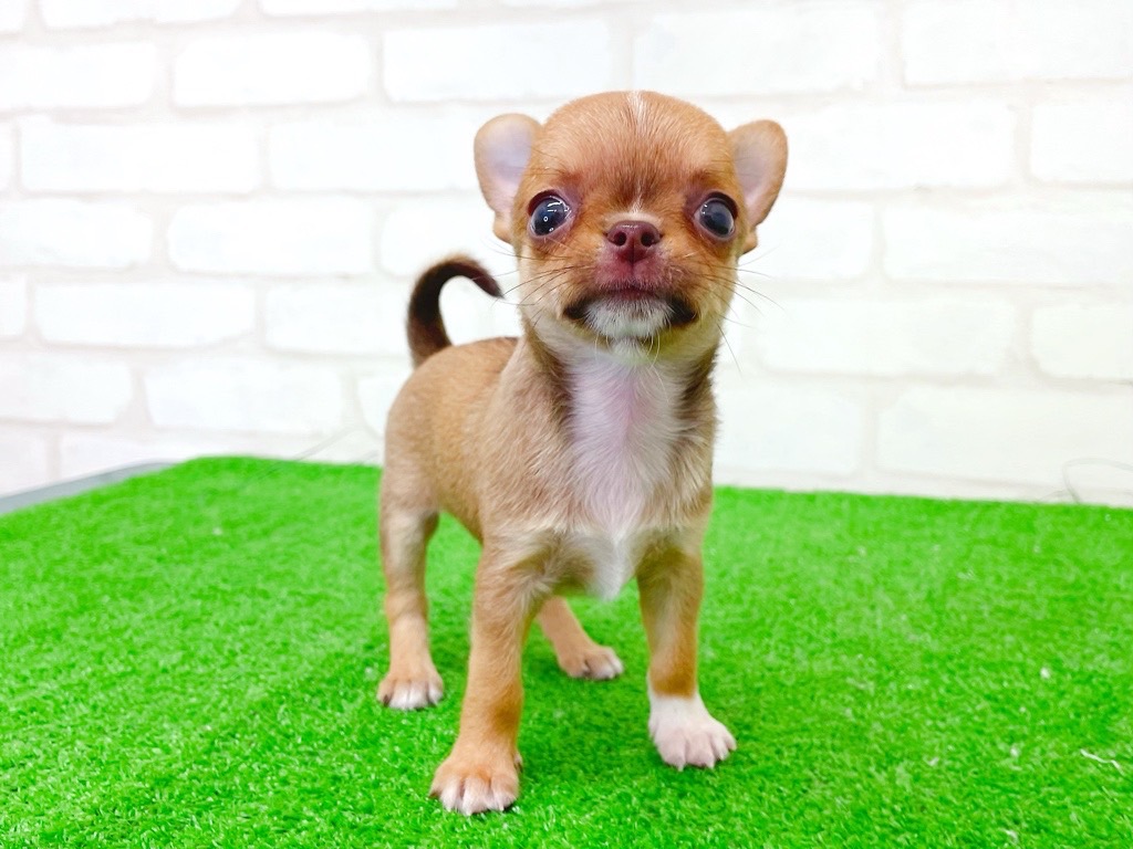 東京都のチワワ(スムース) (かねだい立川店/2025年6月6日生まれ/男の子/レッドホワイト)の子犬の2枚目の画像