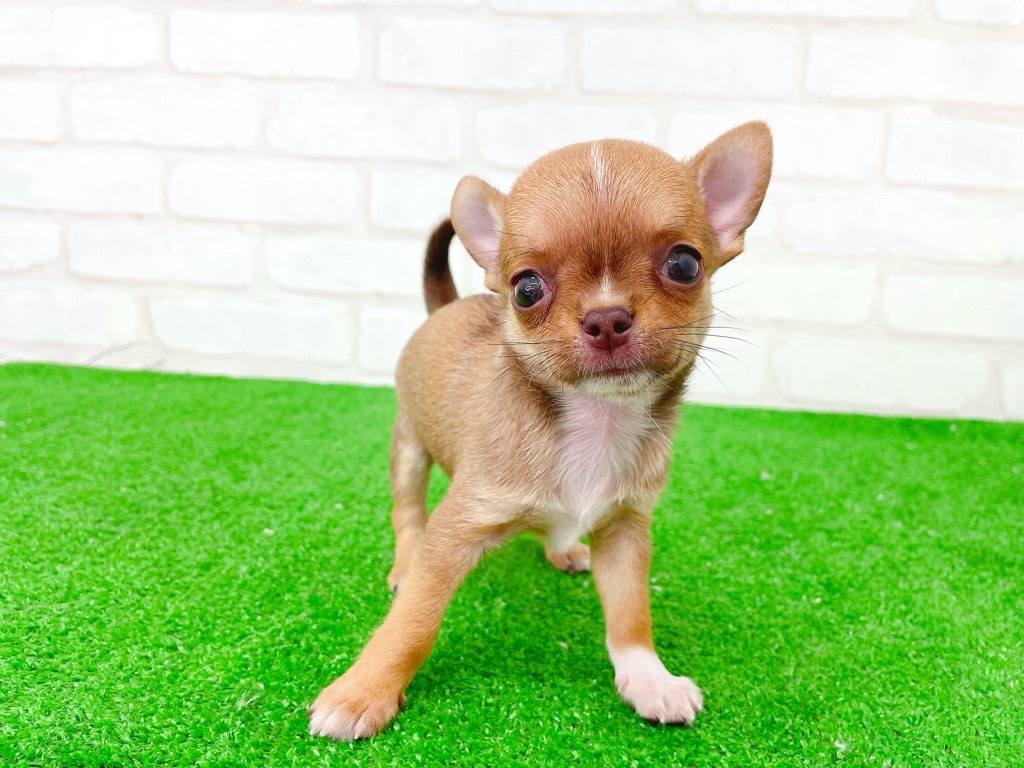 東京都のチワワ(スムース) (かねだい立川店/2025年6月6日生まれ/男の子/レッドホワイト)の子犬の3枚目の画像