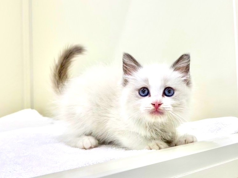 winnieページ　ティーカップキャット　長い猫 楽天市場】にぎるとネコが飛び出る ぽっこり♪ ティーカップ