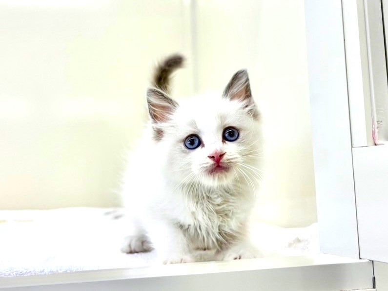 東京都のラグドール (かねだい本町田店/2025年6月2日生まれ/男の子/ブルーポイントバイカラー)の子猫の3枚目の画像