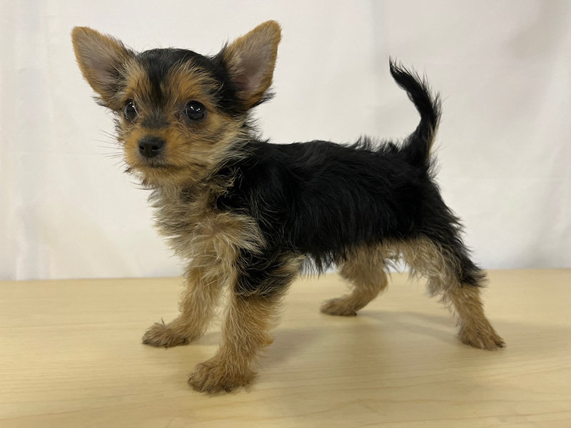 価格の安いmix犬 父 ヨークシャーテリア 母 チワワ 株式会社かねだい