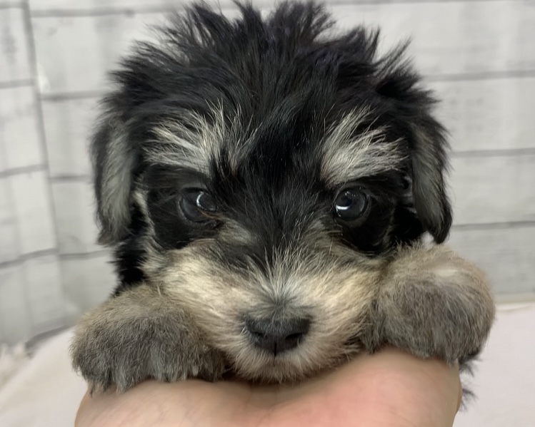 千葉県のハーフ犬・ミックス犬 (かねだい千葉店/2025年6月8日生まれ/男の子/ブラックシルバー)の子犬の1枚目の画像