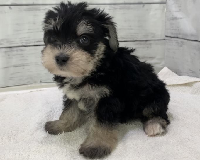 千葉県のハーフ犬・ミックス犬 (かねだい千葉店/2025年6月8日生まれ/男の子/ブラックシルバー)の子犬の2枚目の画像