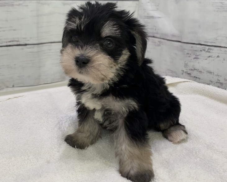 千葉県のハーフ犬・ミックス犬 (かねだい千葉店/2025年6月8日生まれ/男の子/ブラックシルバー)の子犬の3枚目の画像