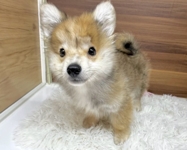 群馬県のハーフ犬・ミックス犬 (かねだいペットトライアル桐生/2025年4月22日生まれ/男の子/セーブルホワイト)の子犬の1枚目の画像