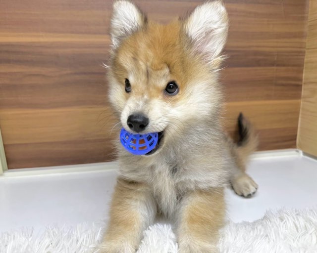群馬県のハーフ犬・ミックス犬 (かねだいペットトライアル桐生/2025年4月22日生まれ/男の子/セーブルホワイト)の子犬の2枚目の画像