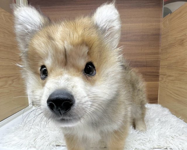 群馬県のハーフ犬・ミックス犬 (かねだいペットトライアル桐生/2025年4月22日生まれ/男の子/セーブルホワイト)の子犬の3枚目の画像