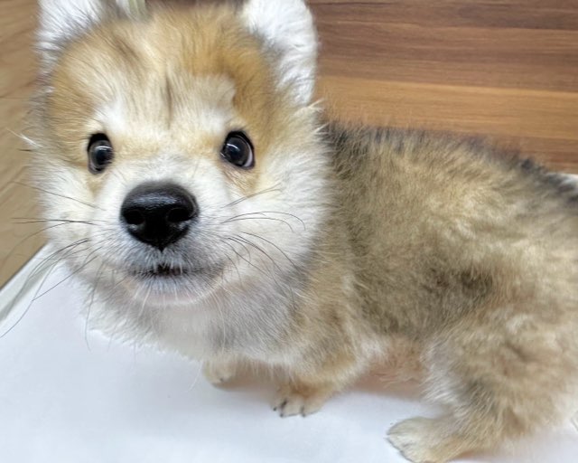 群馬県のハーフ犬・ミックス犬 (かねだいペットトライアル桐生/2025年4月22日生まれ/男の子/セーブルホワイト)の子犬の4枚目の画像
