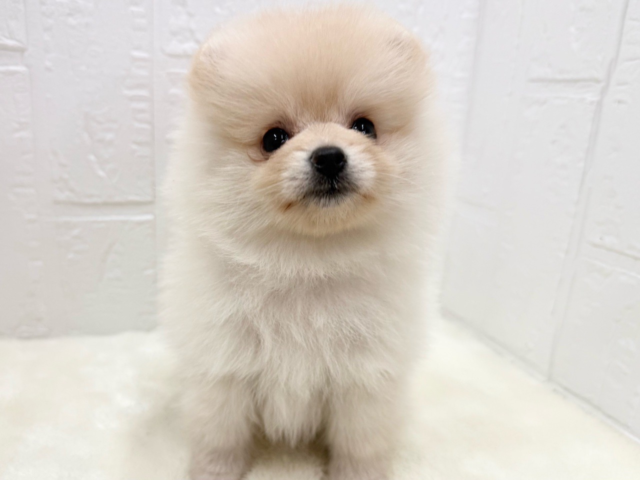 東京都のポメラニアン (かねだい青梅店/2025年6月10日生まれ/女の子/クリーム)の子犬の2枚目の画像