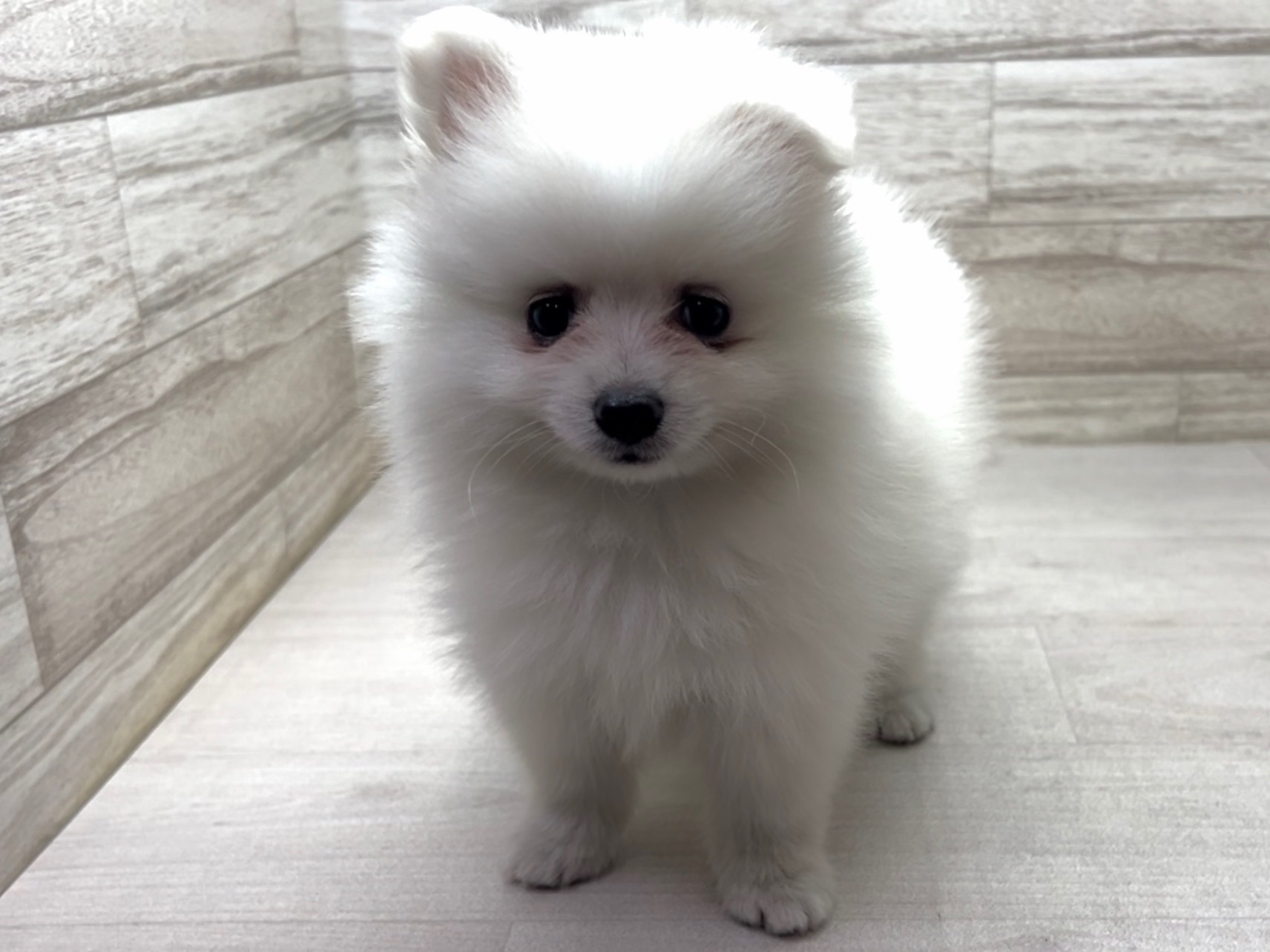 埼玉県のポメラニアン (かねだい桶川店/2025年6月9日生まれ/男の子/ホワイト)の子犬の2枚目の画像