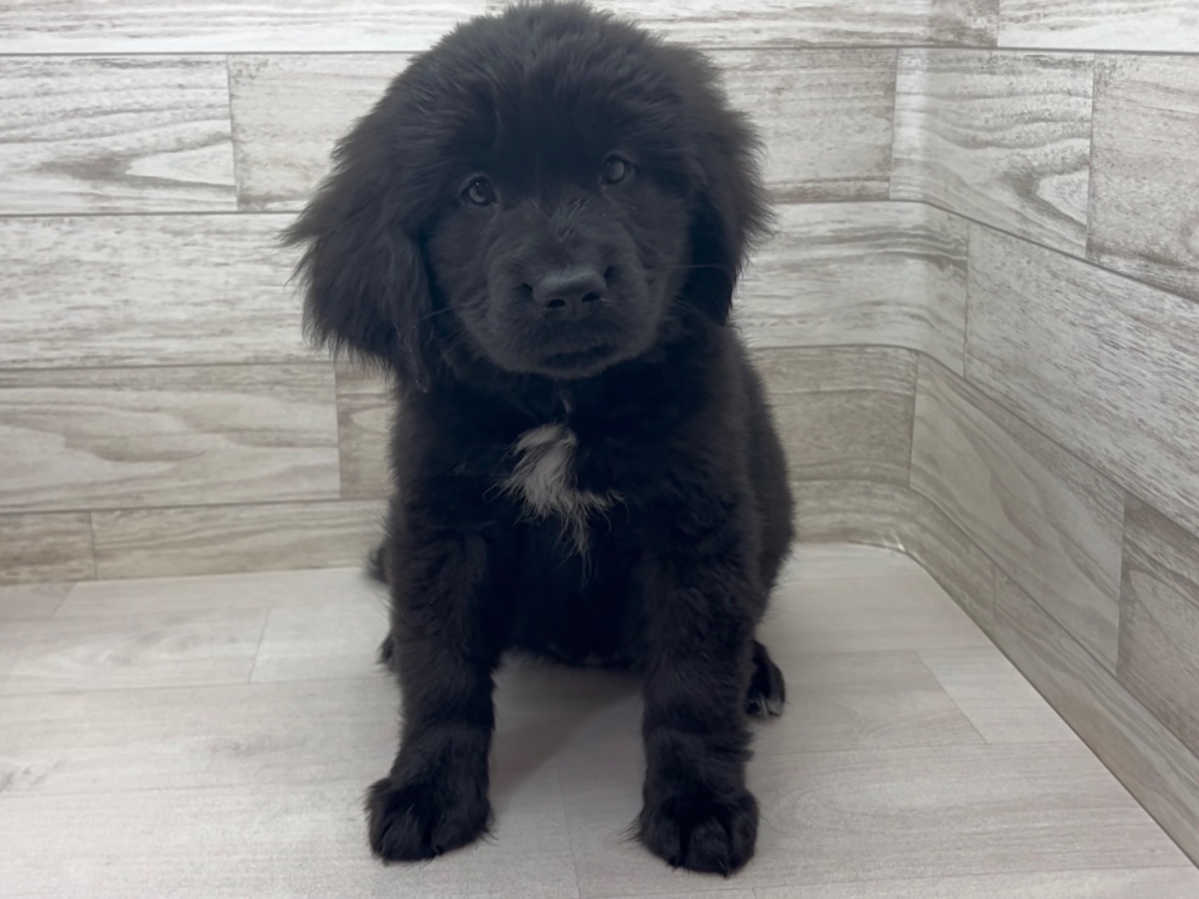 埼玉県のハーフ犬・ミックス犬 (かねだい桶川店/2025年6月6日生まれ/女の子/その他色)の子犬の2枚目の画像
